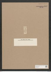 Navicula sp. (de-Toni-Nr.: Genus 1) Zeichnungen Sammlung Grunow Nr. 1642 (NHMW-BOT-W0368197)